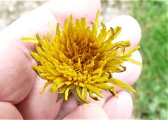 Taraxacum lamprophyllum
