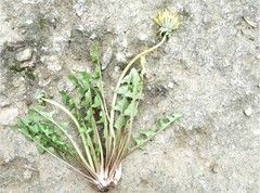 Taraxacum lamprophyllum