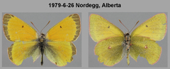 Colias canadensis