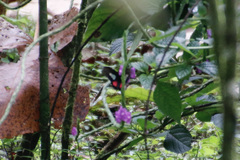 Parides panares