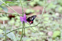 Parides panares