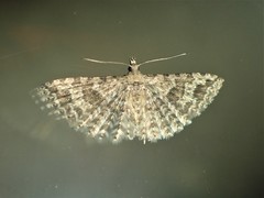 Alucita adriendenisi