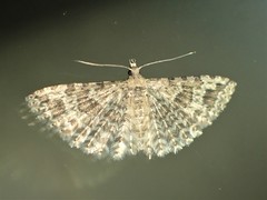 Alucita adriendenisi