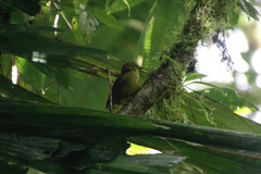 Chlorothraupis carmioli