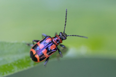 Neolema aulica
