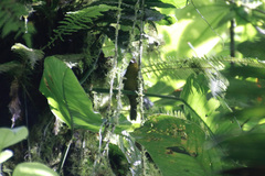 Chlorothraupis carmioli