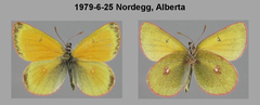 Colias canadensis