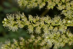 Petrophytum caespitosum caespitosum