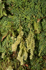 Petrophytum caespitosum caespitosum