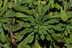 Petrophytum caespitosum caespitosum