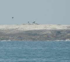 Haliaeetus leucogaster