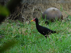 Jacana jacana hypomelaena