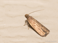 Glyphidocera juniperella