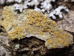 Gyalolechia xanthostigmoidea