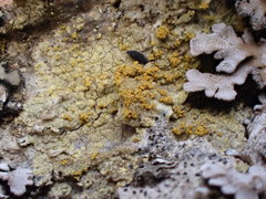 Gyalolechia xanthostigmoidea