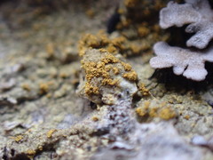 Gyalolechia xanthostigmoidea