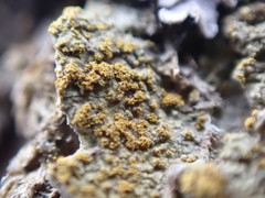 Gyalolechia xanthostigmoidea