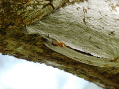 Parachartergus colobopterus