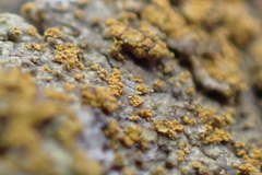 Gyalolechia xanthostigmoidea