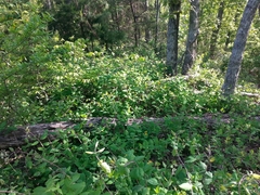 Lonicera flava