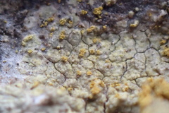 Gyalolechia xanthostigmoidea