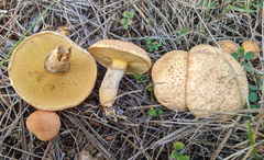 Suillus cothurnatus