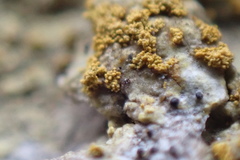 Gyalolechia xanthostigmoidea