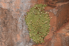 Petrophytum caespitosum caespitosum