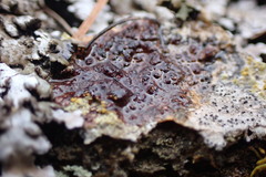 Gyalolechia xanthostigmoidea