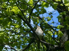 Turdus iliacus