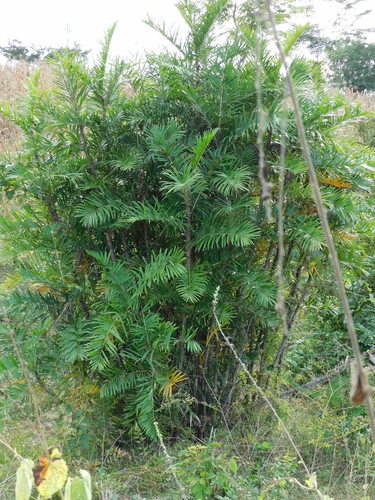 Bactris guineensis, photograph 4