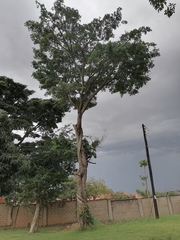 Ficus natalensis natalensis