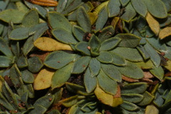 Petrophytum caespitosum caespitosum