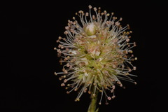 Petrophytum caespitosum caespitosum