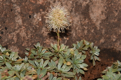 Petrophytum caespitosum caespitosum