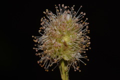 Petrophytum caespitosum caespitosum