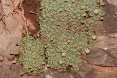 Petrophytum caespitosum caespitosum