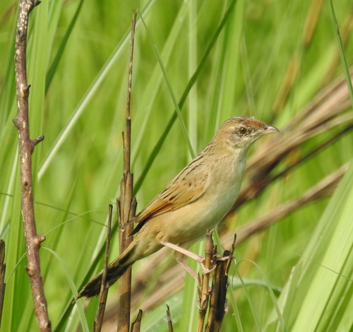 Schoenicola striatus