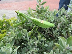 Stagmatoptera septentrionalis