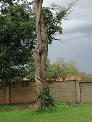 Ficus natalensis natalensis