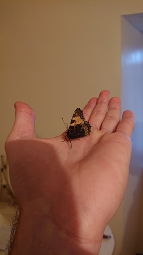 Aglais urticae