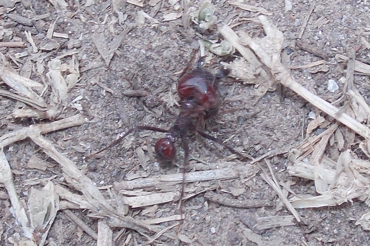Atta saltensis