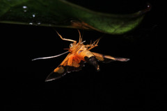 Aethaloessa