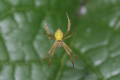 Argiope