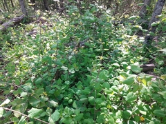 Lonicera flava