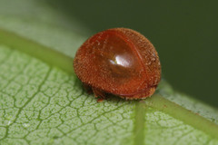 Coccinellidae