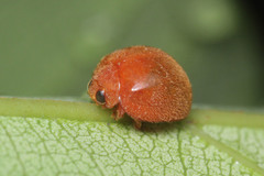 Coccinellidae