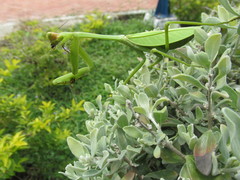 Stagmatoptera septentrionalis