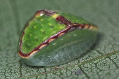 Limacodidae
