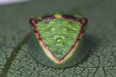 Limacodidae